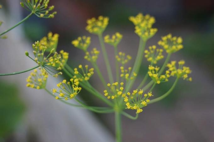 फोटोटॉक्सिक पौधे - डिल - एनेथम ग्रेवोलेंस
