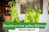 Gele bladeren op basilicum: oorzaken en oplossingen