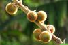 Lulo, Solanum quitoense: Care of the Quitorange fra A til Å