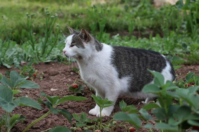 Katten in de tuin kunnen verjaagd worden met de pisplant