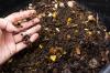 5 napak pri kompostiranju: kako se jim pravilno izogniti