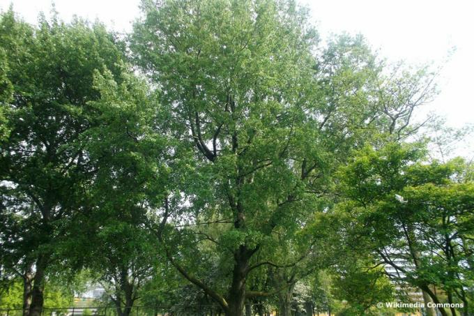 Gray poplar (Populus x canescens)