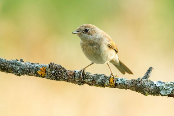 Garden Warbler: Nest, Food, Habitat & More