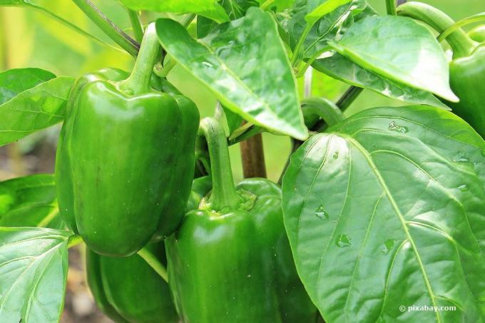 Grow peppers yourself