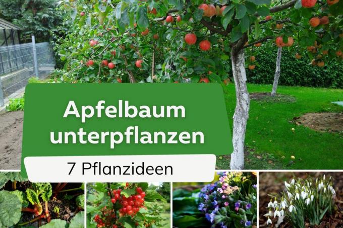 Underplanting apple trees: 7 ideas