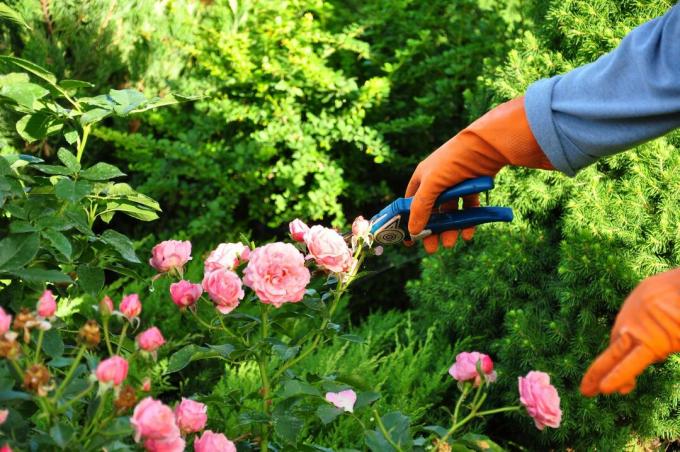 Pjaustykite gėles rankomis su žirklėmis sode