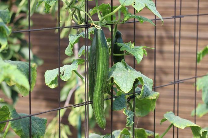 Salatalık bitkisi bir kafese tırmanıyor