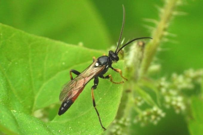 Spesies tawon parasit Diplazon laetatorius