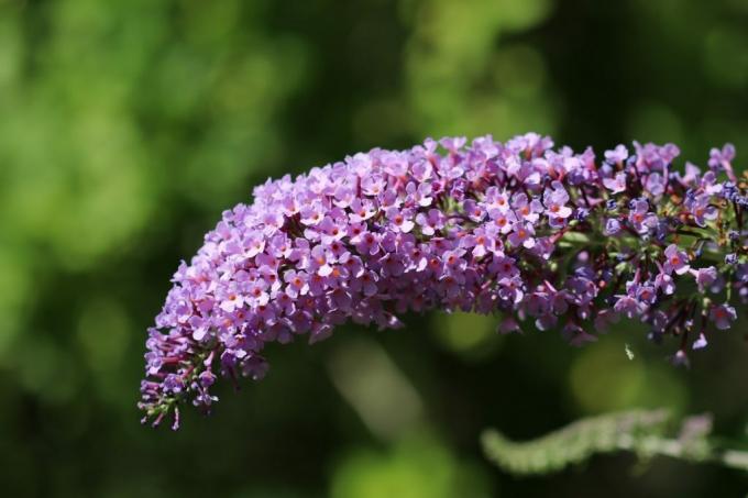 Struiken met paarse bloemen - vlinder lila