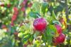 Kırmızı Jonaprin: elmanın tadı ve özellikleri