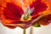 सोने की मक्खियाँ: अजीब मक्खियों से लड़ें