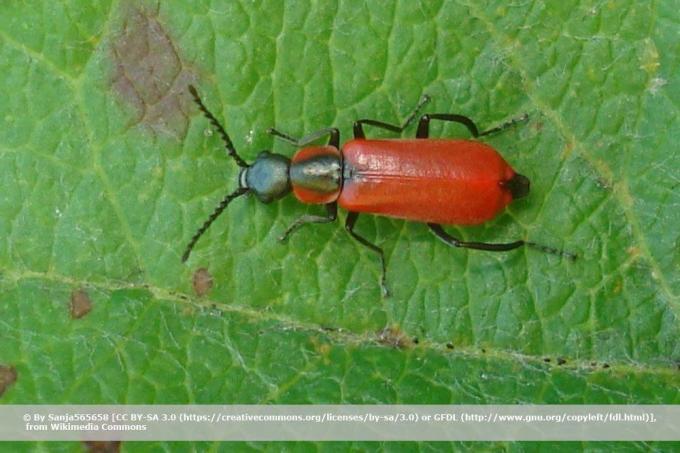Red elbow beetle, Anthocomus rufus