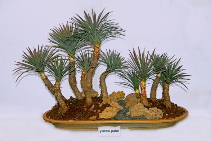 Yucca bonsai