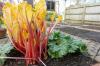 Forcing & Bleaching Rhubarb: Instructions