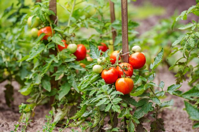 Į lysvę pasodinkite pomidorų laipiojimo atramą