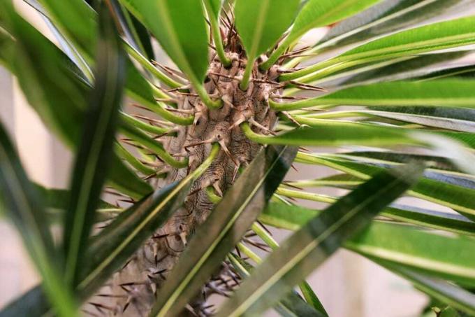 Madagaskarin palmu - Pachypodium lamerei