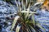 Žiemojančios jukos palmės: kada, kaip ir kur?