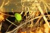 Nasturtium får gula blad: det hjälper