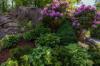 Hortensii și rododendroni: o echipă puternică în grădină