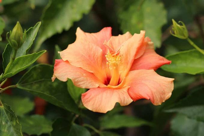 Hibiscus rosa-sinensis 'Apricot'