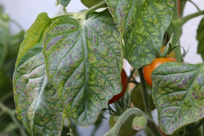 Pomidorų ligos, lapų spalvos pakitimas