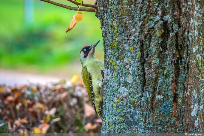 Green Woodpecker - Woodpecker