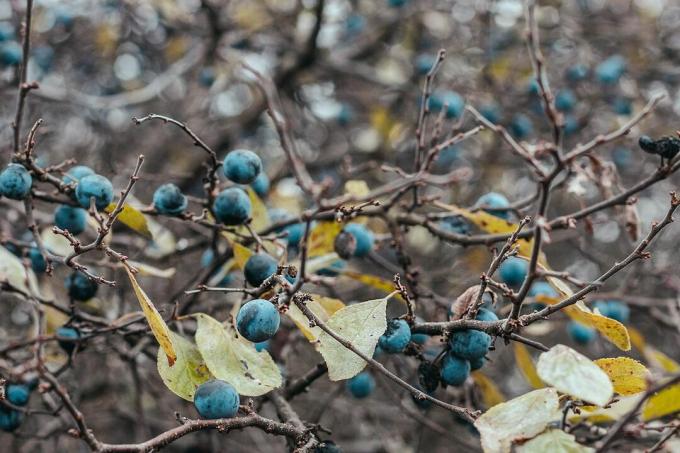 Crni trn (Prunus spinosa)