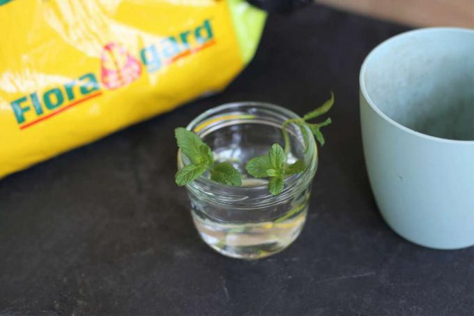 Mint cuttings in a glass with water let the mint grow again