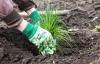 Plantering av gräslök: plats och tillvägagångssätt