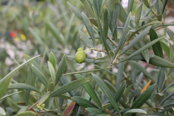 Оливковое дерево - Olea europaea