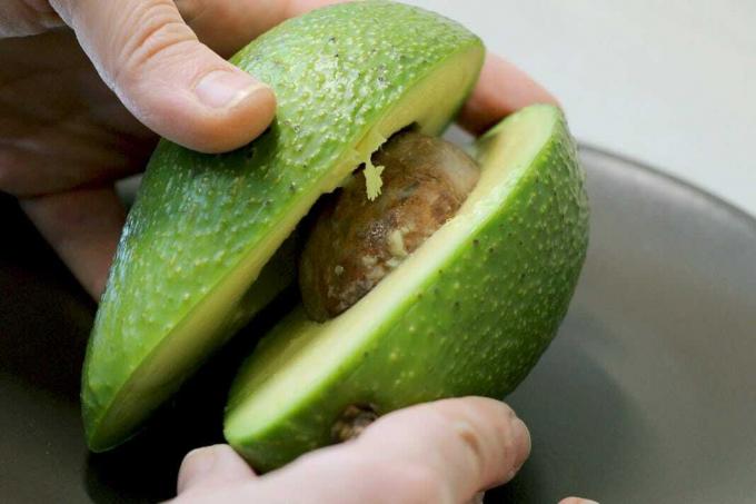 Trage planta de avocado