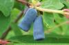 Honeyberry, Lonicera kamtschatica: 12 conseils sur l'emplacement et les soins