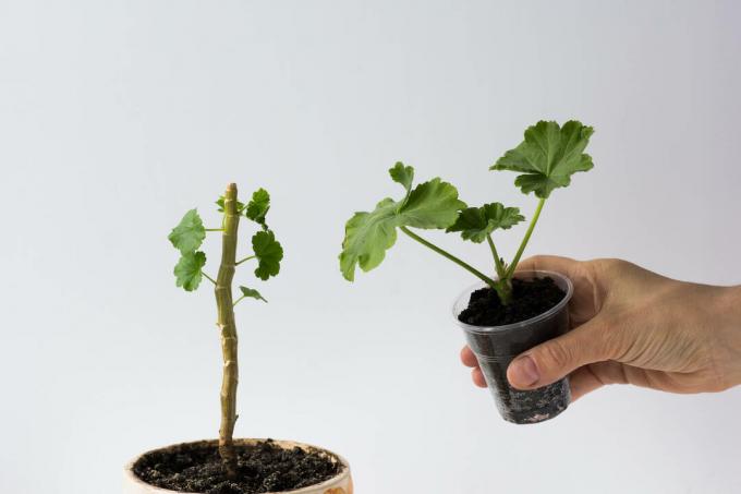Geranium propagation by cuttings