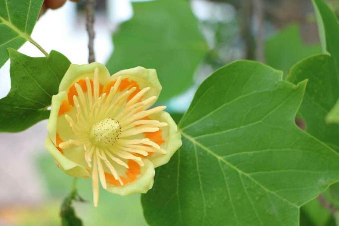 Liriodendron tulipifera with a tulip-sized flower