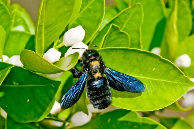 black wooden bee, Xylocopa violacea