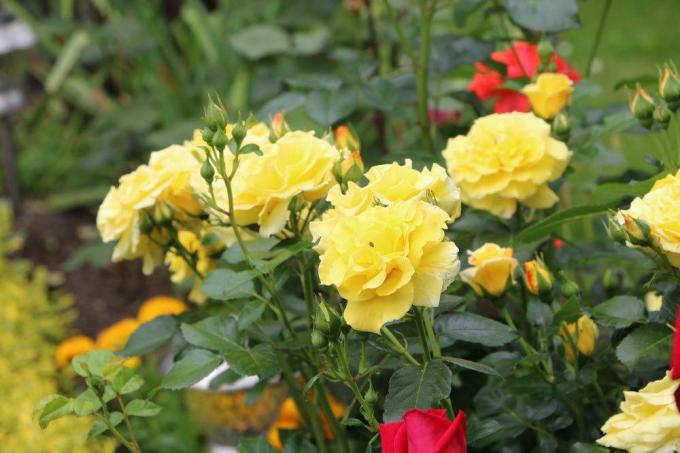 Podos audzētām rozēm ir lielas kvalitātes atšķirības
