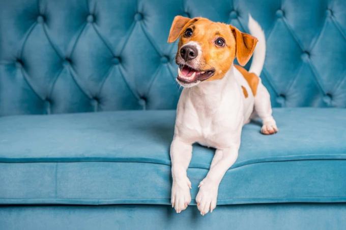 Jack Russell Terrier leżący na turkusowej kanapie