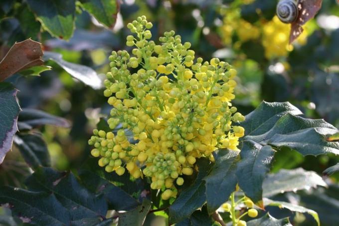 Raisin commun de l'Oregon - Mahonia aquifolium