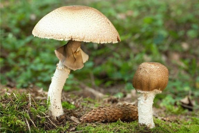 Specie di funghi - Fungo gigante (Agaricus augustus)