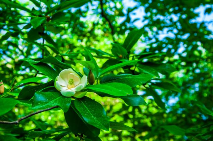 Oïdium du magnolia