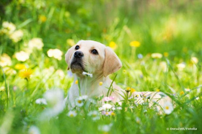 Urina de cachorro no gramado