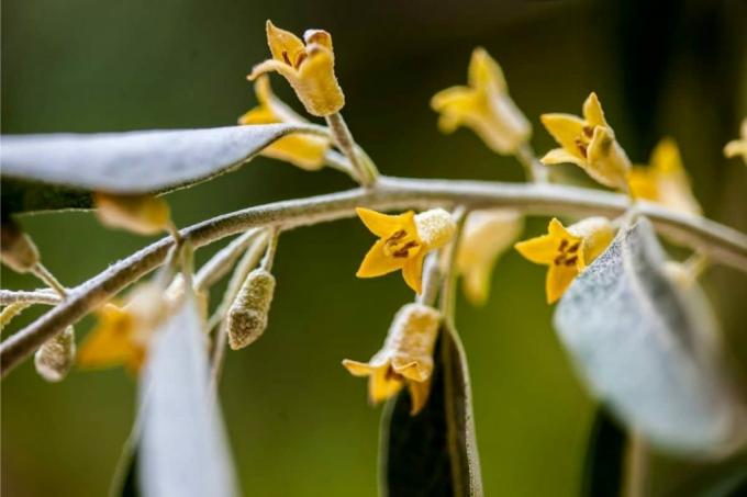 Struik met gele bloemen - smalbladige olijfwilg