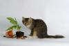 10 отруйних кімнатних рослин для домашніх тварин