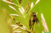 להילחם בנמלים מעופפות: 12 תרופות נגד נמלים