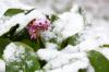 Winterharde bodembedekker: Robuuste & mooie soorten