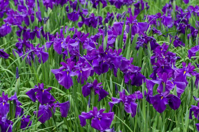 Violetu augu īrisu ziedu pļava
