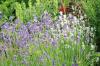 Lavendel, Lavandula angustifolia: 14 skötselråd