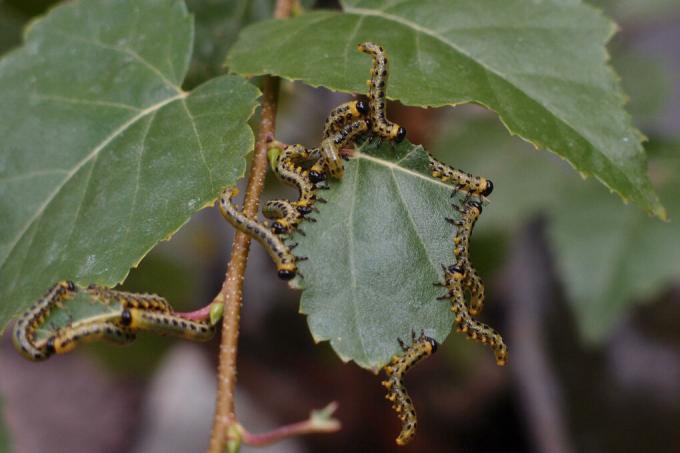 birch caterpillars