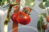 Pozdní plíseň / hnědá hniloba na rajčatech: předcházejte a řádně kontrolujte