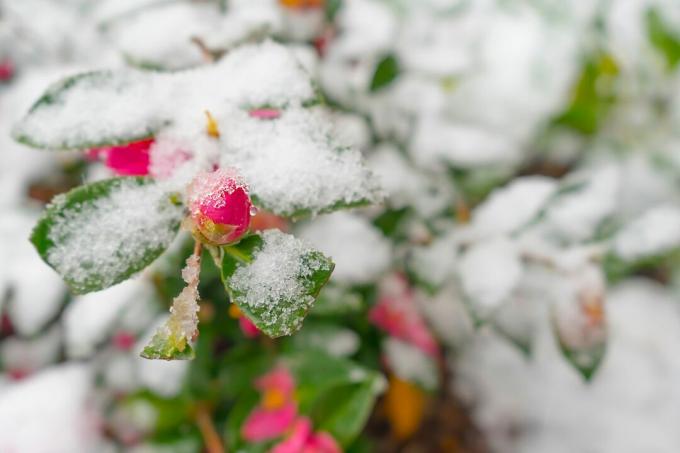 Sasanqua Camellia pumpurs zem sniega